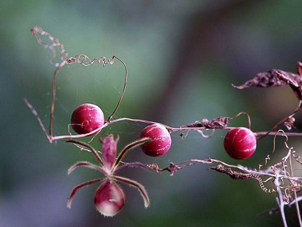 Creation of Spider in berry: Step 4